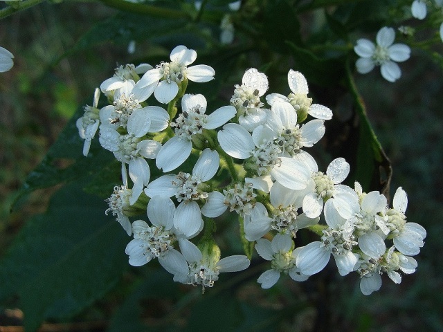 Cluster of frostweed flower heads.  Each head has about five ray flowers (with the larger, white "petals") and seven or more disc flowers.