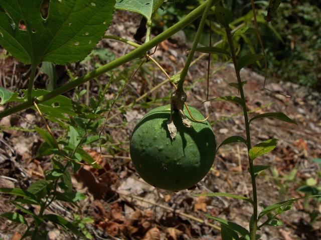 A maturing fruit which will become yellow, then dry.  Sepals still attached.