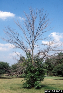 Ash tree infested with EAB.  Note top-killed tree and prolific, basal sprouting.  Daniel Herms, The Ohio State University, Bugwood.org.