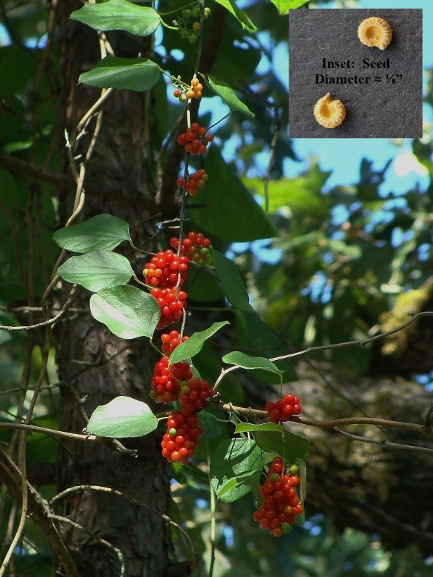 Ripening clusters of Carolina moonseed on a vine dangling within a small pine.  Inset photo shows seed.