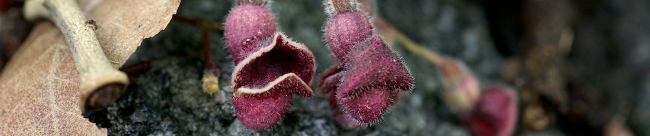 Aristolochia reticulata | Arkansas Native Plant Society