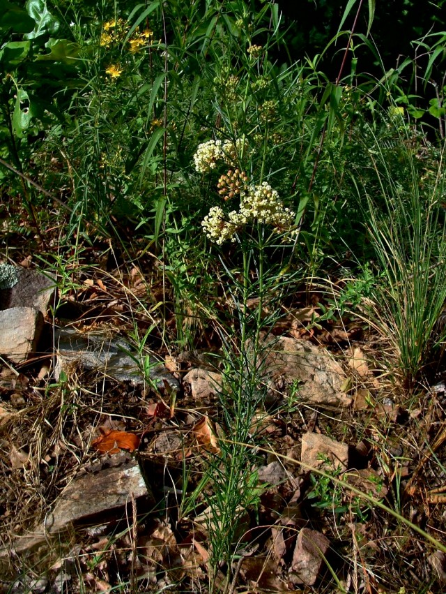 Whorled Milkweed - Asclepias verticillata