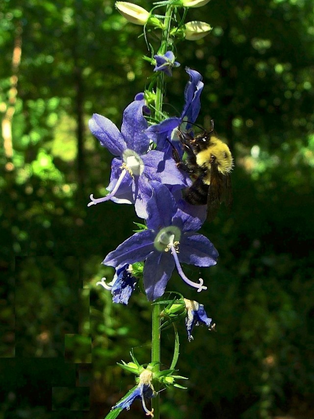 Tall bellflower - Campanula americana