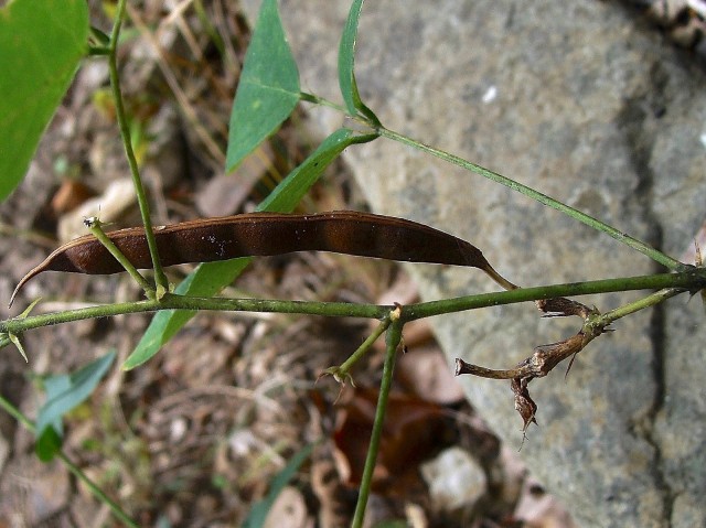 Butterfly Pea - Clitoria mariana