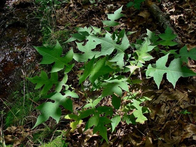 White Leaf Cup - Polymnia canadensis