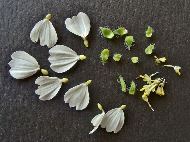 White Leaf Cup - Polymnia canadensis