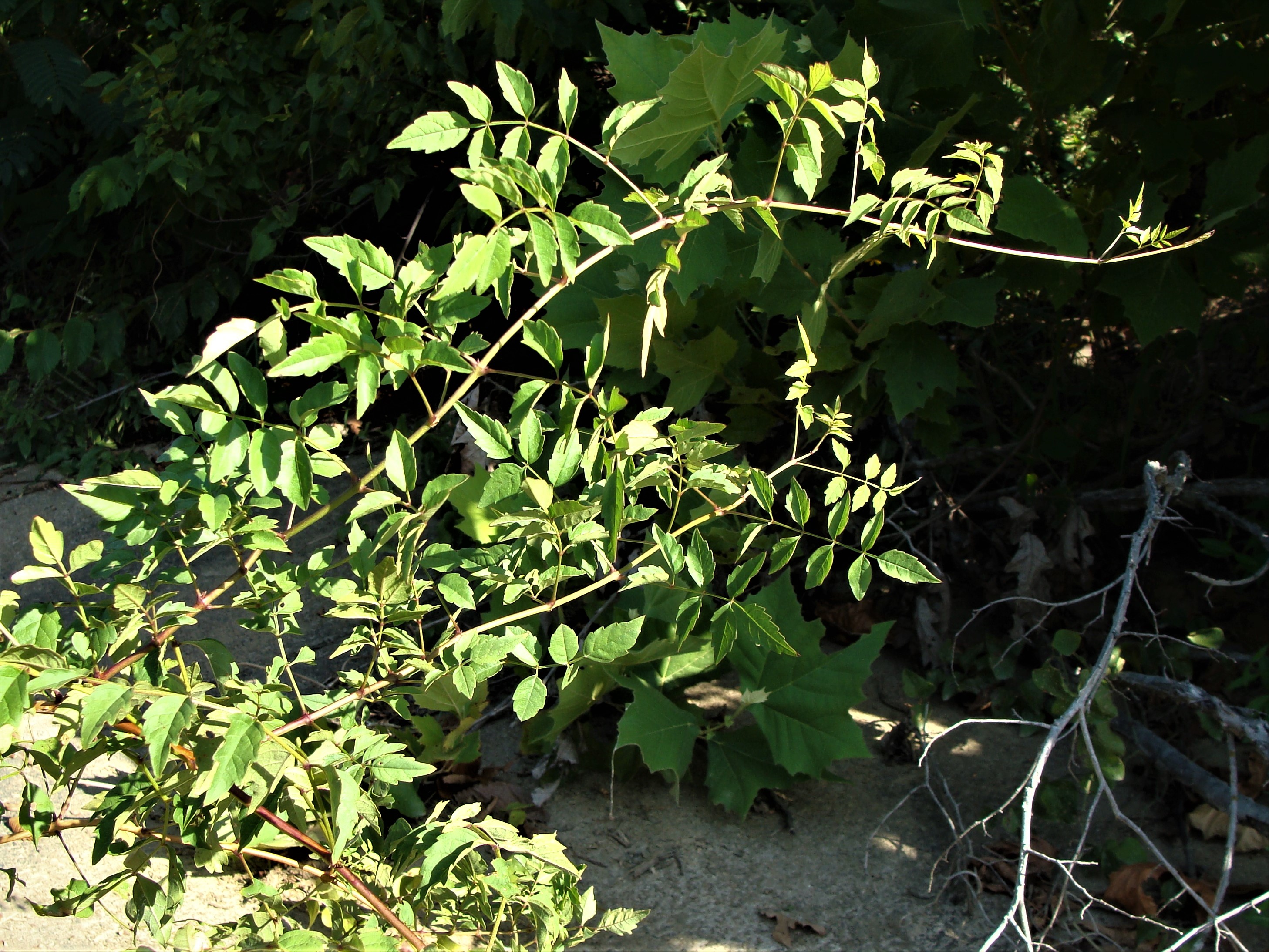 Know Your Natives Trumpet Vine Arkansas Native Plant Society